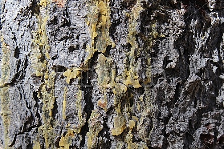 Bark and Sap