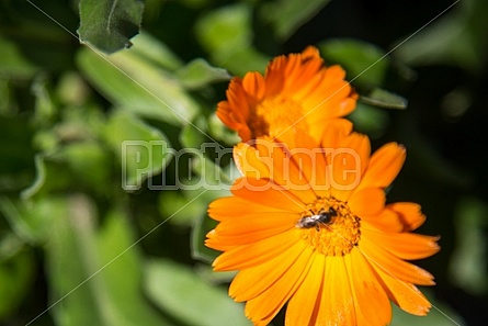 Bug on a flower