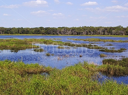 Florida Everglades