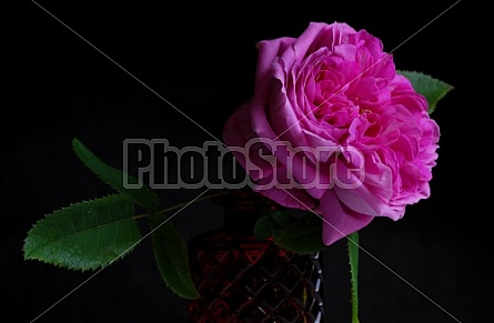 Pink Rose