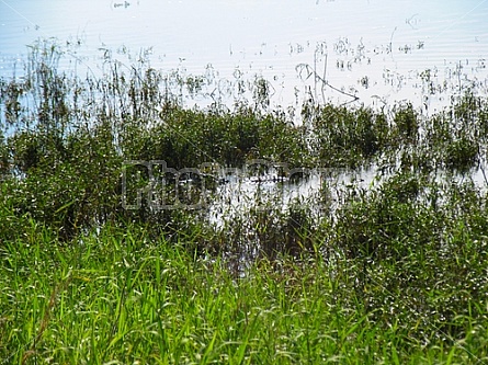 Florida Everglades