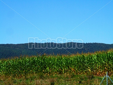 mountains behind corn