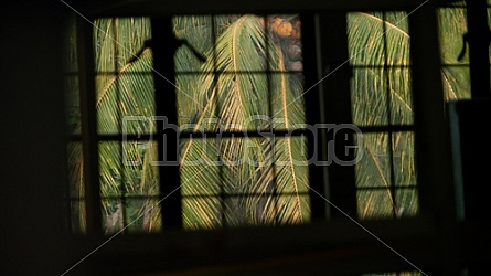 palm trees through a window