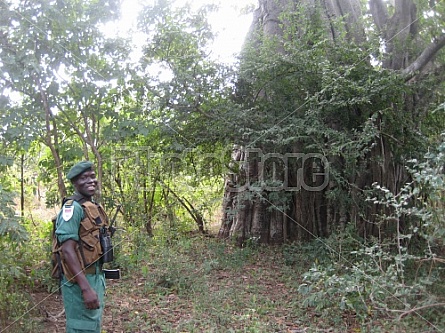 guard in front of huge boabab tree