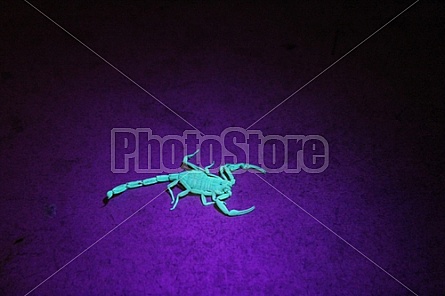 Scorpion in Black Light