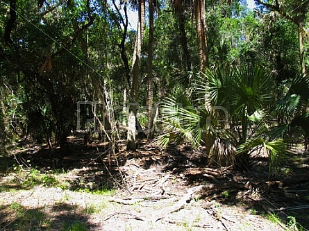 Florida Everglades