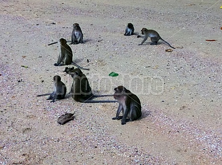 Monkeys in Thailand