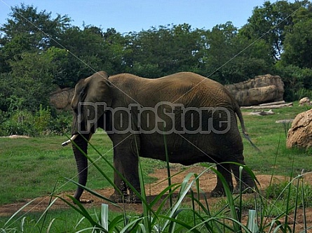 Elephant waits