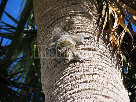 squirrel on a palm tree