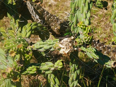 humming bird in cactus