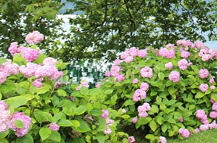 Pink Flowers