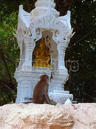 Monkeys in Thailand