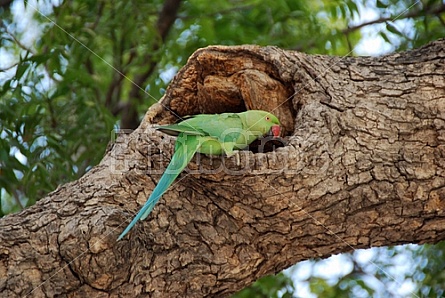 Parakeet