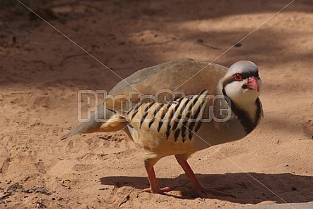 Chukar