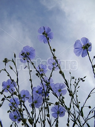 Blue Flax