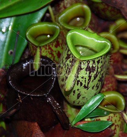 Pitcher Plants