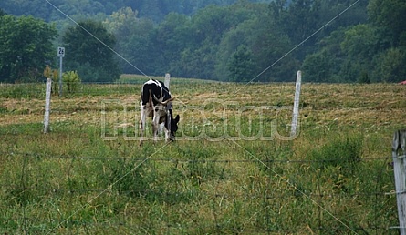 Dairy Farm