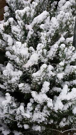 Winter fir