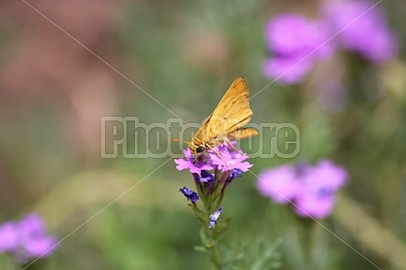 Yellow Moth and Lantanas