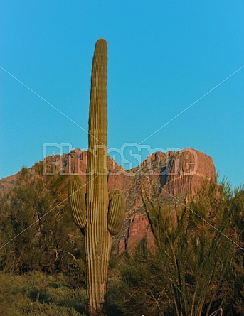 Cactus at Sunset