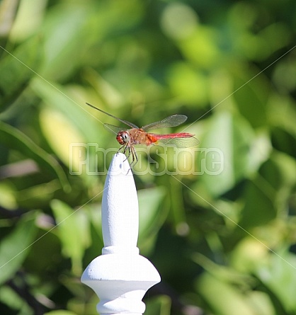 Red Dragonfly