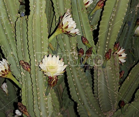 Peruvian Cactus Night Bloom