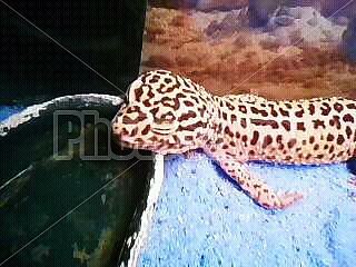 sleepy gecko