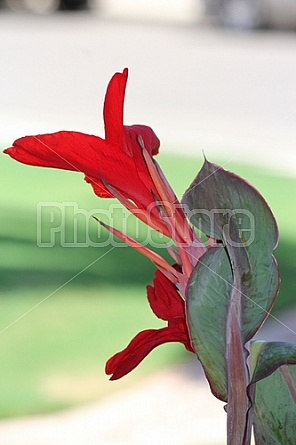 Red Canna Lily