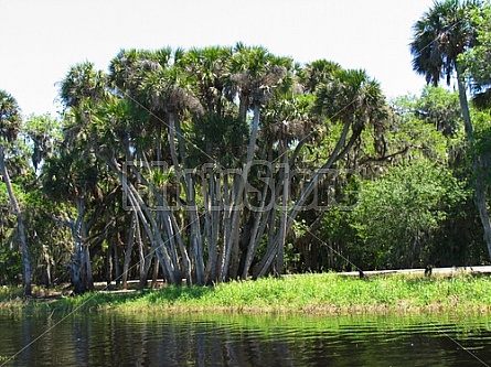 Florida Everglades