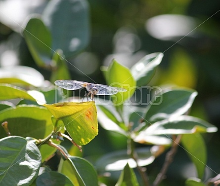 Dragonfly Smiling