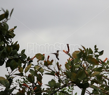 Hummingbird in Flight