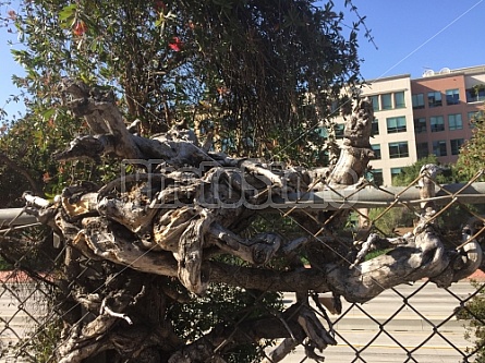 VINES AND FENCE