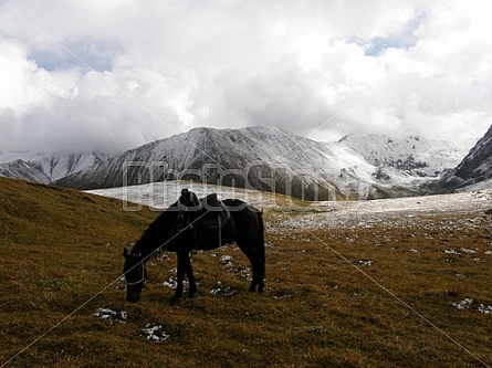 horse in the mountains