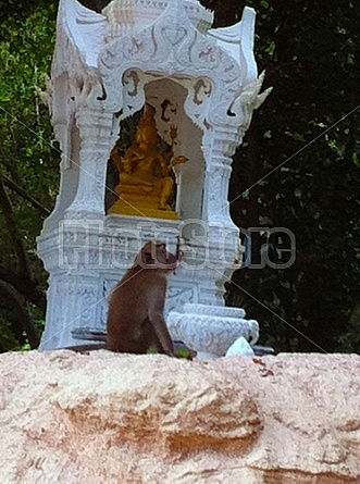 Monkeys in Thailand