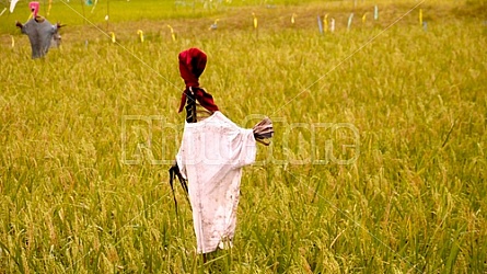 Filipino Rice Fields