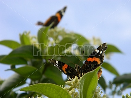 Butterfly and Flower