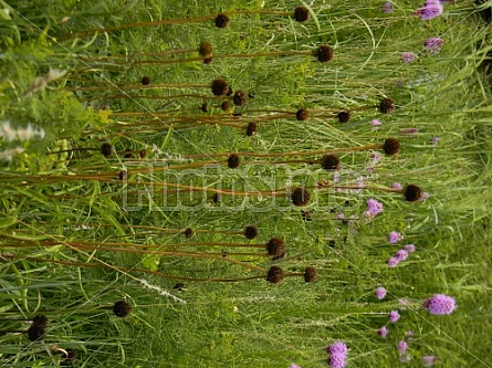 Dead Coneflowers