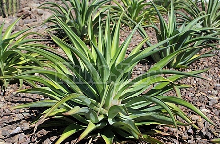 Agave