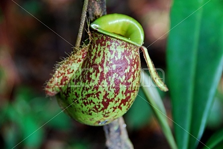 Pitcher Plants