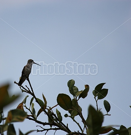 Hummingbird