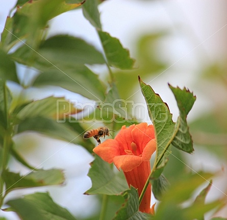 Honeysuckle Bee