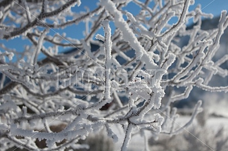 frosted branches