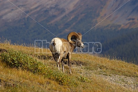 Rocky Mountain Sheep