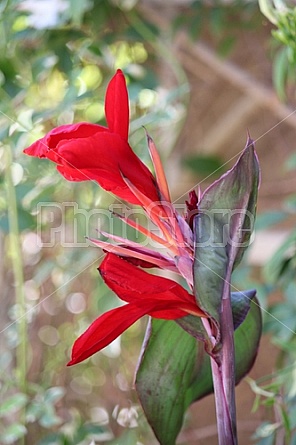 Red Canna Lily