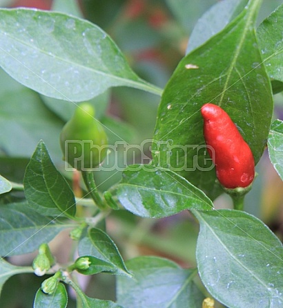 Pepper Plant