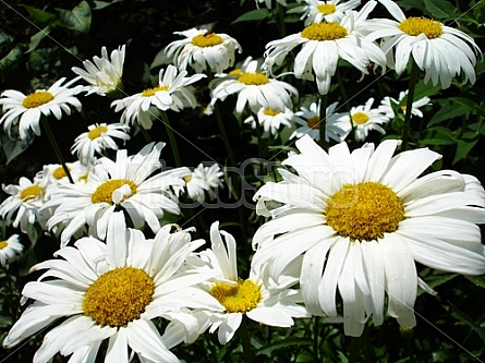 daisies