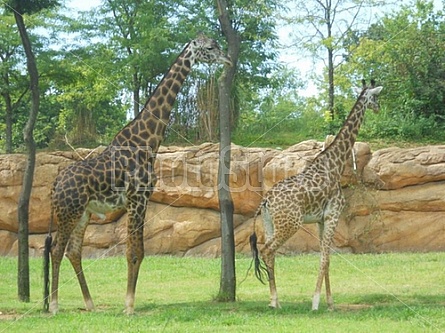 Giraffes