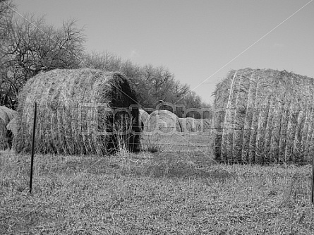 Hay Rolls #3