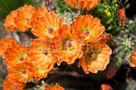 Flowering Cactus