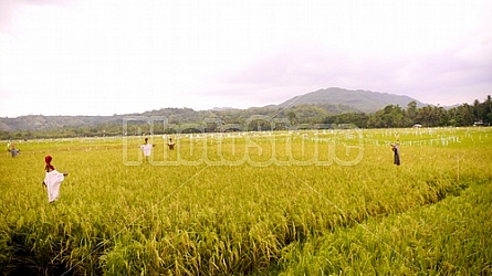 Filipino Rice Fields